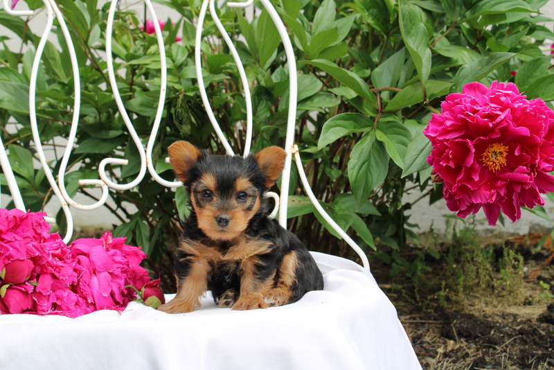 puppy, for, sale, Yorkshire Terrier, Matthew B. Stoltzfus, dog, breeder, Gap, PA, dog-breeder, puppy-for-sale, forsale, nearby, find, puppyfind, locator, puppylocator, aca